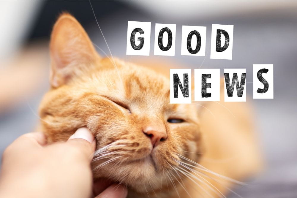 “保護猫のいない保健所”最後の一匹が里親のもとへ。グッドニュース5選【2026年2月後半】 width=