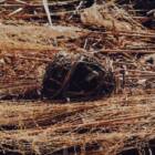 コミュニティ飽和時代。茅刈りをしながら、欠けている「何か」を考える