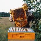 トルコのはちみつブランド、「ミツバチの権利大使」を募集