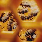 広告は「伝達」から「実践」の場へ。ミツバチの住処になる看板を、ナショナルジオグラフィックが設置