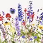 ハチやチョウの暮らしを地域設計に反映する「ポリネーター地区」とは。受粉を軸にしたまちづくりへ