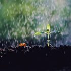 種子は雨音を感じて、芽を伸ばす？MIT研究チームが発見した振動と発芽のメカニズム