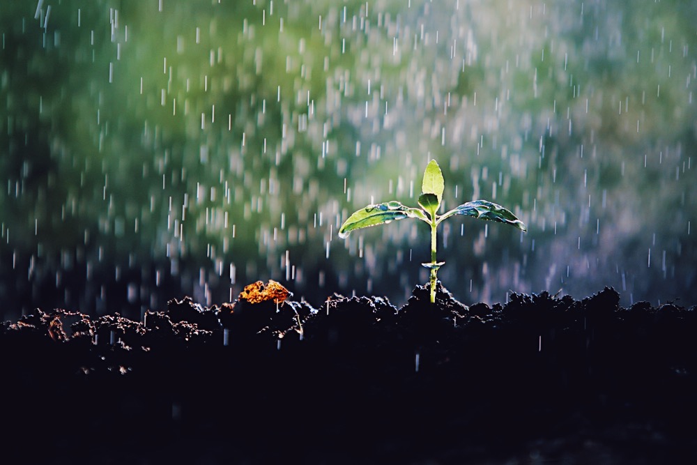 種子は雨音を感じて、芽を伸ばす？MIT研究チームが発見した振動と発芽のメカニズム width=