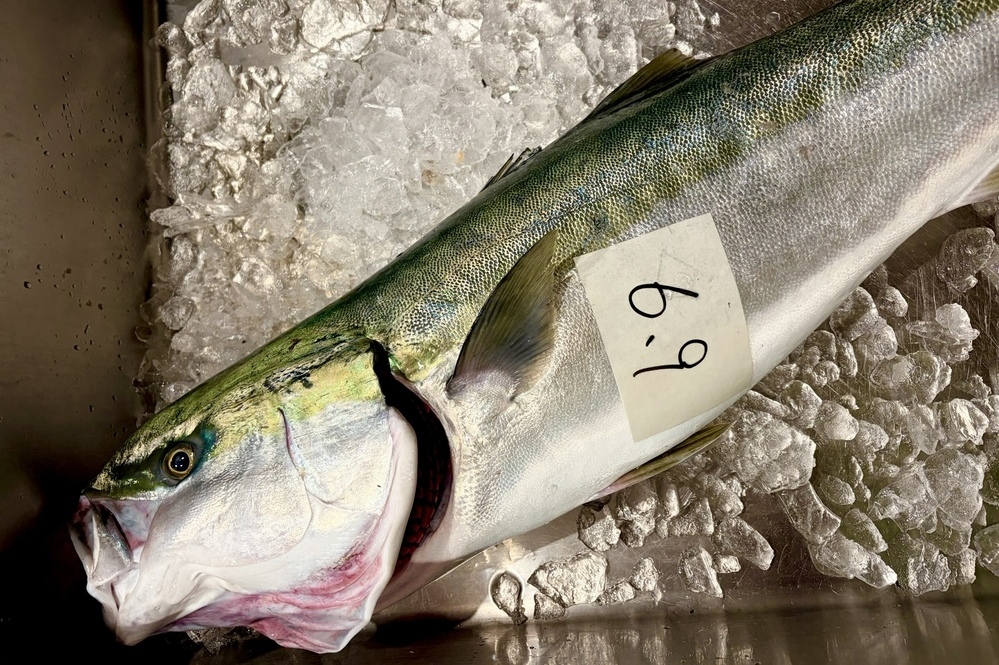 漁師さんからいただいた魚