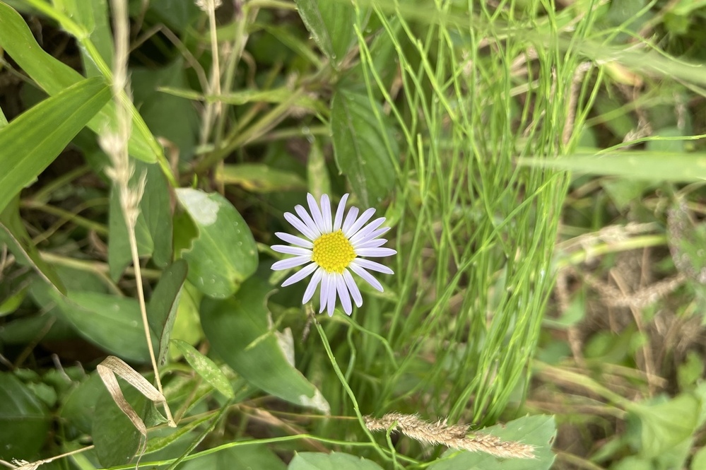 道端に咲く花