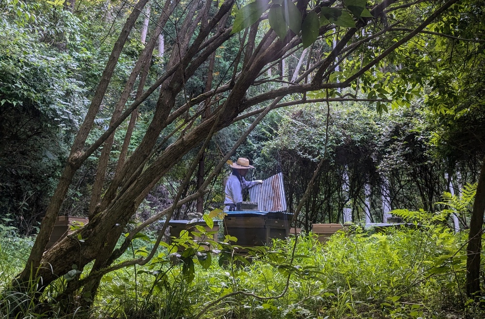 中林養蜂