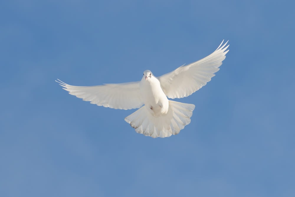 「待つ」を価値に。デジタル伝書鳩がメッセージを届けるアプリ・Carrier Pidge