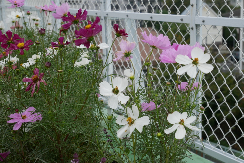 屋上のコミュニティガーデンの花
