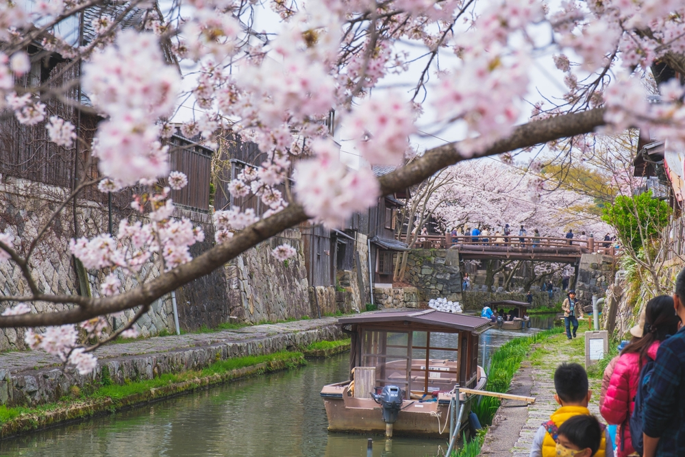 桜