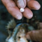 真珠を育むアコヤ貝は、何を語る？伊勢志摩・英虞湾の里海を守る、浜の清掃レポート