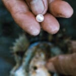真珠を育むアコヤ貝は、何を語る？伊勢志摩・英虞湾の里海を守る、浜の清掃レポート width=