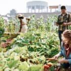 患者にぴったりの野菜を“処方”。屋上農園で「食の薬」を栽培する、ボストンの病院