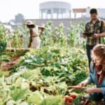 患者にぴったりの野菜を“処方”。屋上農園で「食の薬」を栽培する、ボストンの病院 width=